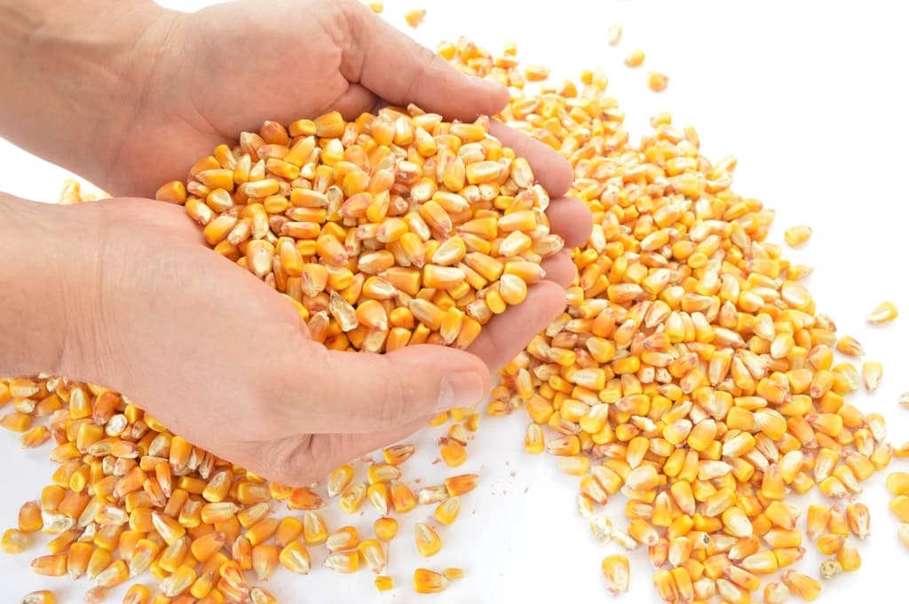 Hands holding dry yellow maize grain over a heap of kernels